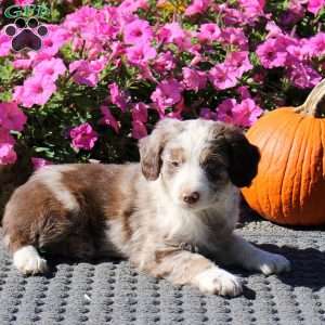 Hank, Mini Aussiedoodle Puppy