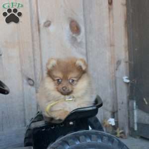 Hank, Pomeranian Puppy