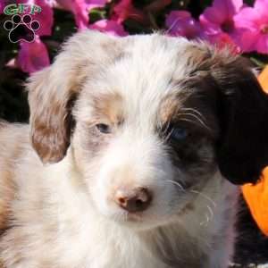 Hank, Mini Aussiedoodle Puppy