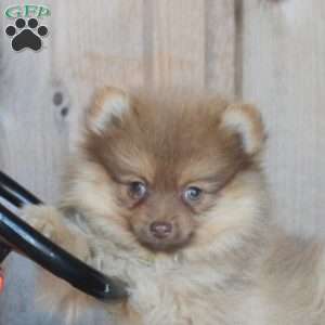 Hank, Pomeranian Puppy