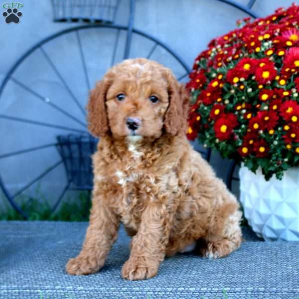Hank, Cockapoo Puppy