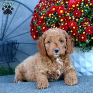 Hank, Cockapoo Puppy