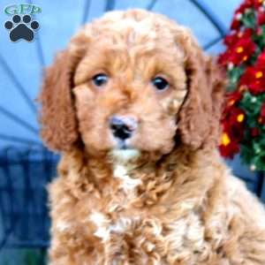 Hank, Cockapoo Puppy