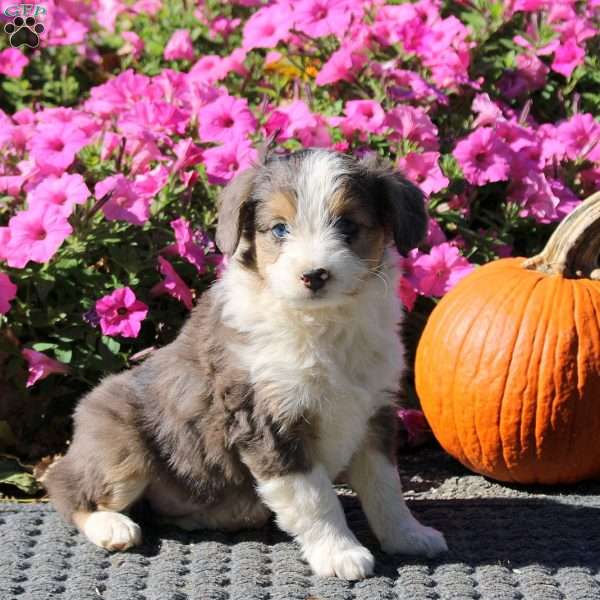 Hannah, Mini Aussiedoodle Puppy