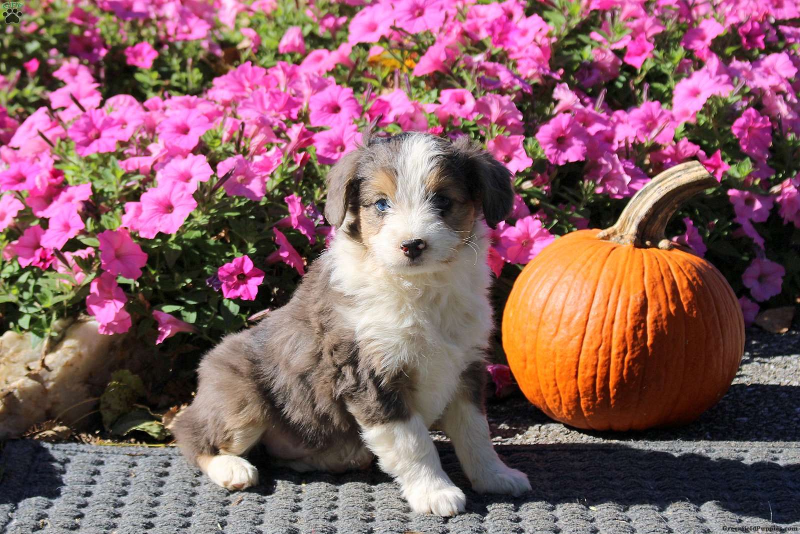 Hannah (Mini Aussiedoodle, Female) in Kinzers, PA