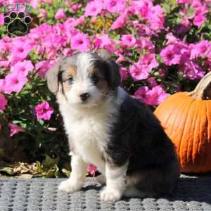 Hannah, Mini Aussiedoodle Puppy