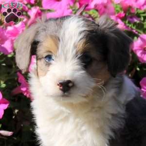 Hannah, Mini Aussiedoodle Puppy