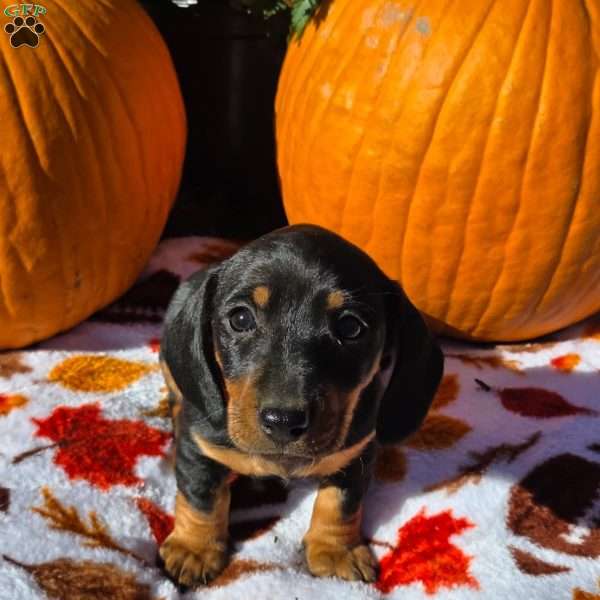 Hannah, Dachshund Puppy
