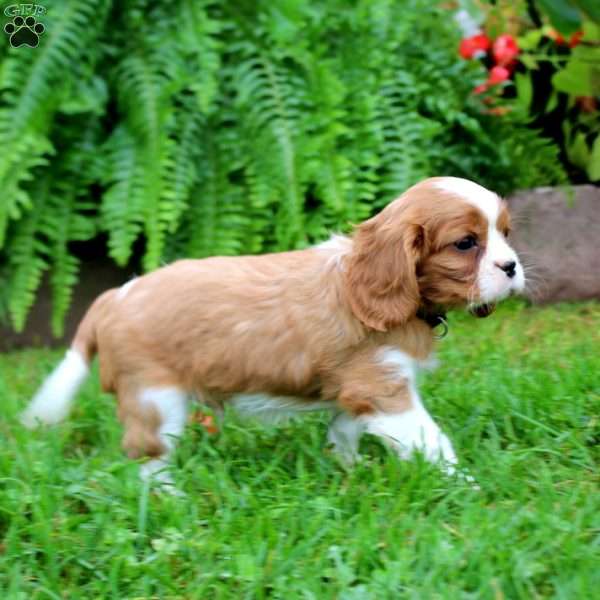 Happy, Cavalier King Charles Spaniel Puppy