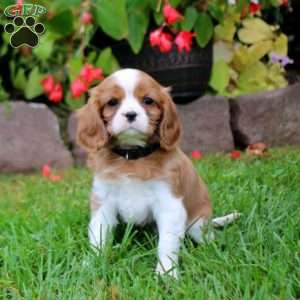 Happy, Cavalier King Charles Spaniel Puppy