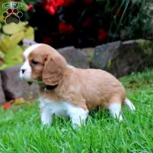 Happy, Cavalier King Charles Spaniel Puppy