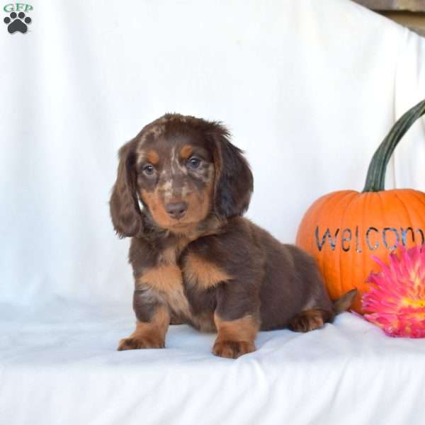 Harley, Dachshund Puppy