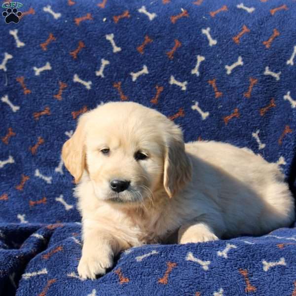 Harley, Golden Retriever Puppy