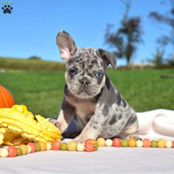 Harley, French Bulldog Puppy