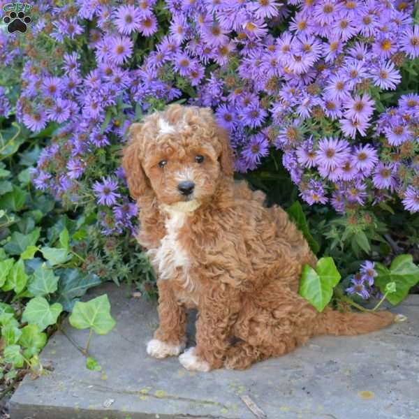 Harley, Maltipoo Puppy
