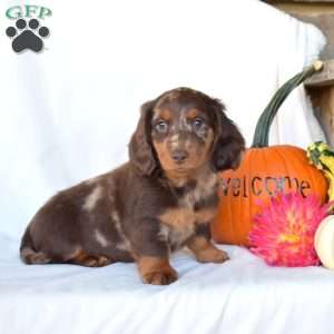 Harley, Dachshund Puppy
