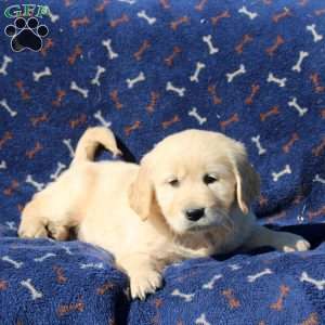 Harley, Golden Retriever Puppy