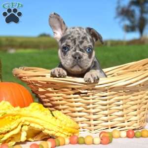 Harley, French Bulldog Puppy