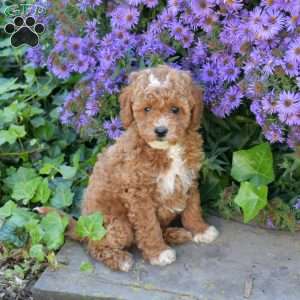 Harley, Maltipoo Puppy