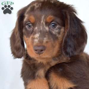 Harley, Dachshund Puppy