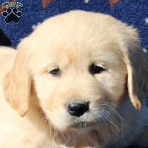 Harley, Golden Retriever Puppy
