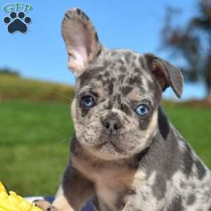 Harley, French Bulldog Puppy