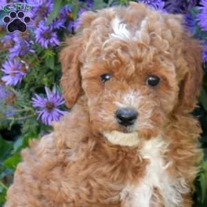 Harley, Maltipoo Puppy