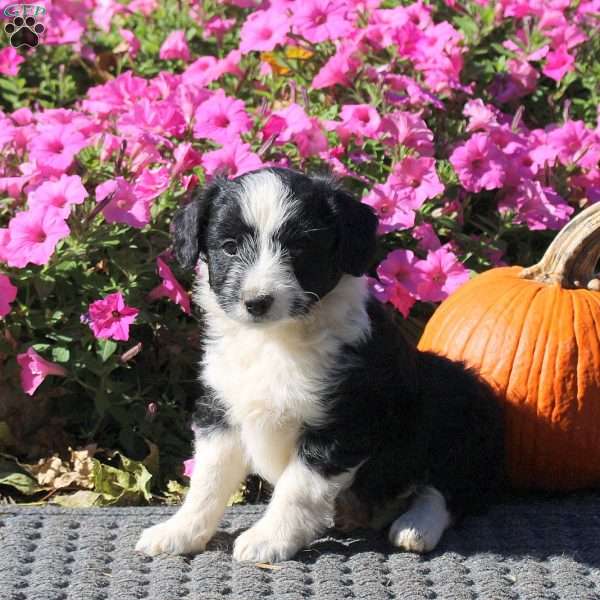 Harper, Mini Aussiedoodle Puppy