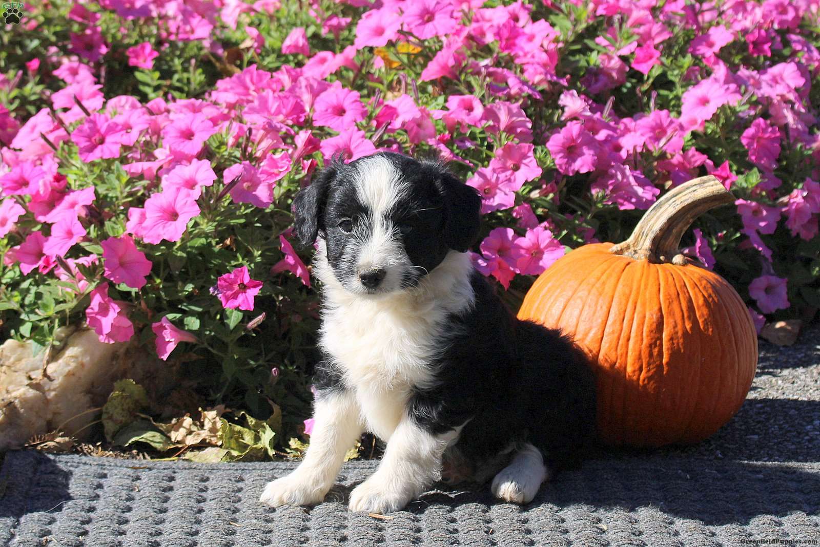 Harper (Mini Aussiedoodle, Female) in Kinzers, PA