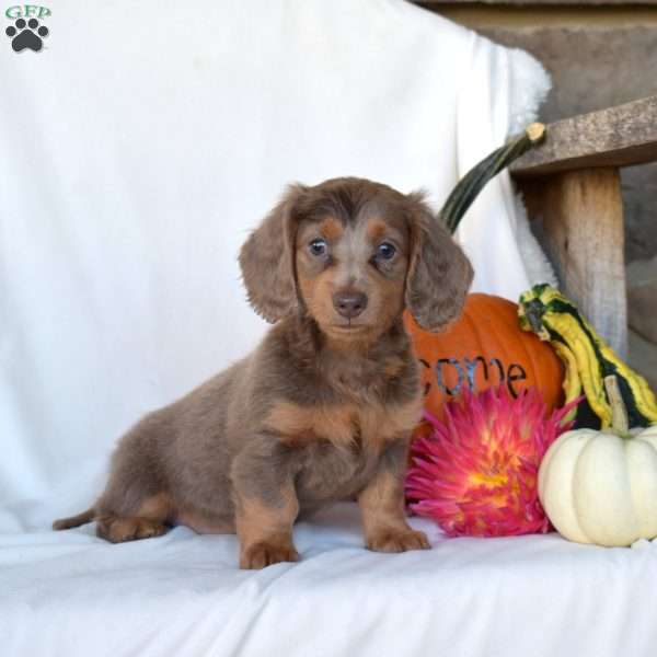 Harper, Dachshund Puppy