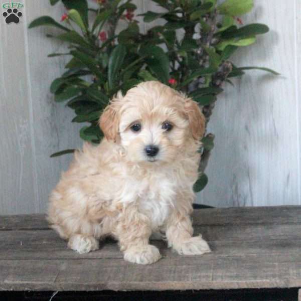 Harper, Maltipoo Puppy