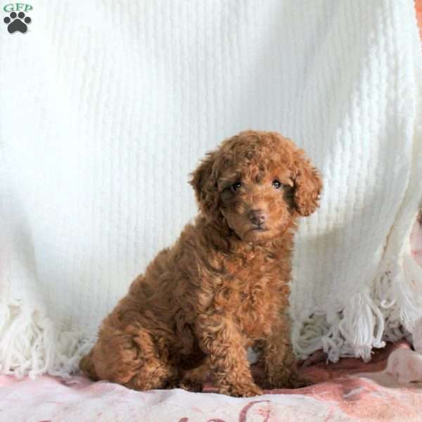 Harper, Miniature Poodle Puppy