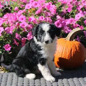 Harper, Mini Aussiedoodle Puppy