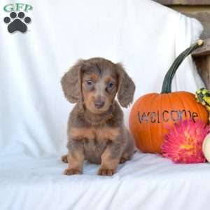 Harper, Dachshund Puppy