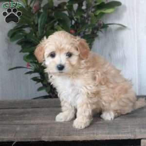 Harper, Maltipoo Puppy