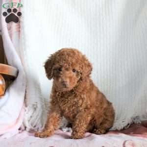 Harper, Miniature Poodle Puppy