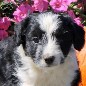 Harper, Mini Aussiedoodle Puppy
