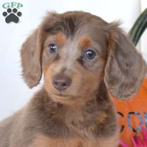 Harper, Dachshund Puppy
