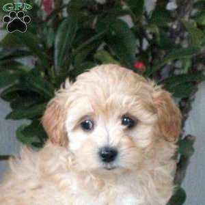 Harper, Maltipoo Puppy