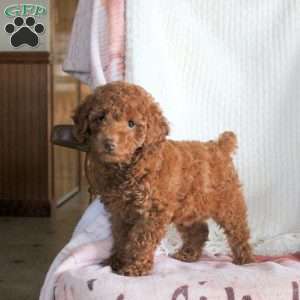 Harper, Miniature Poodle Puppy