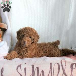 Harper, Miniature Poodle Puppy
