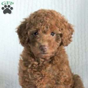 Harper, Miniature Poodle Puppy