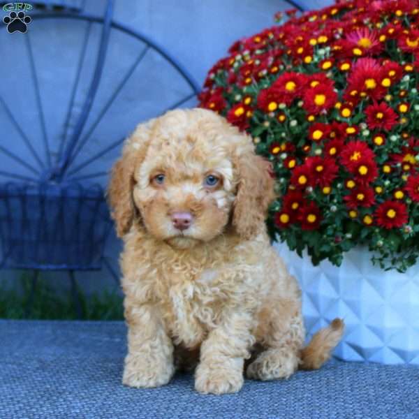 Harper, Cockapoo Puppy