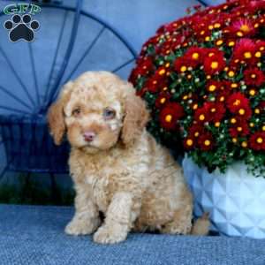 Harper, Cockapoo Puppy
