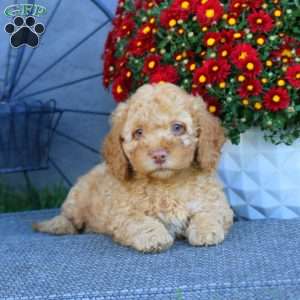 Harper, Cockapoo Puppy
