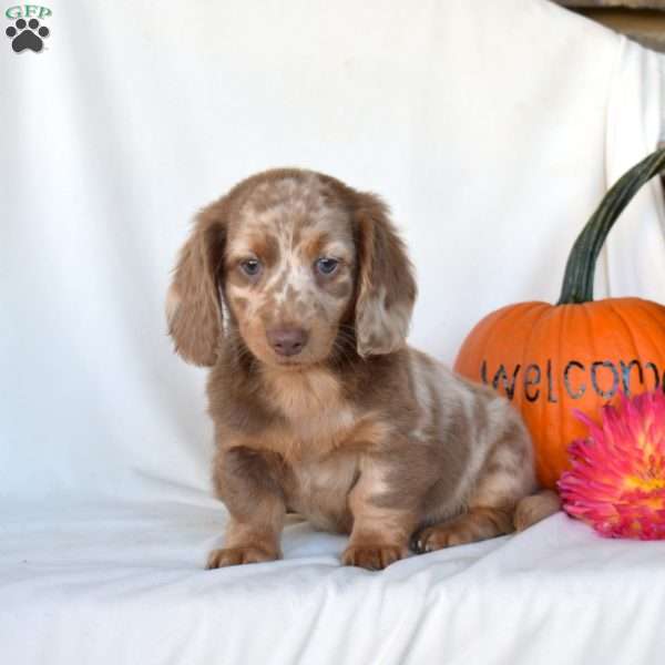 Harvest, Dachshund Puppy