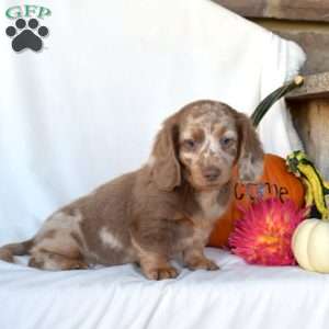 Harvest, Dachshund Puppy