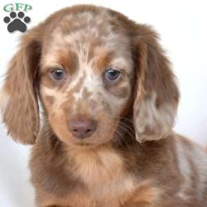 Harvest, Dachshund Puppy