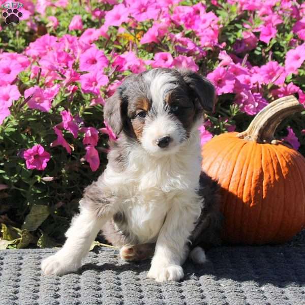 Haven, Mini Aussiedoodle Puppy