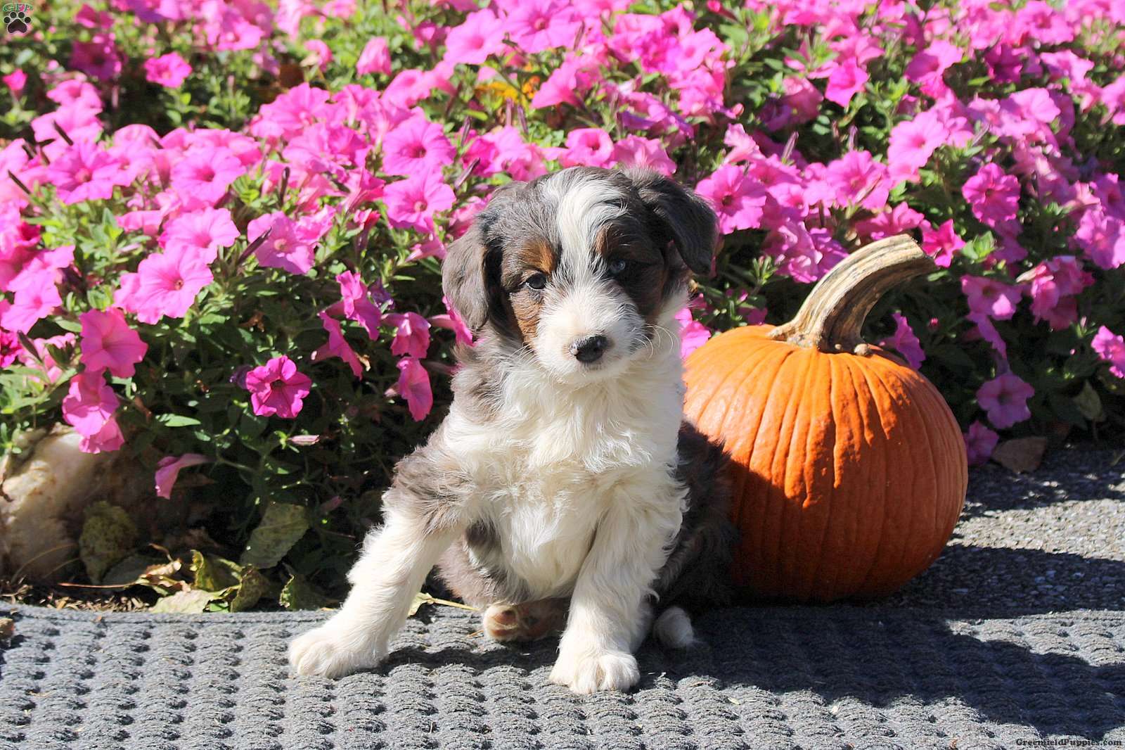 Haven (Mini Aussiedoodle, Female) in Kinzers, PA